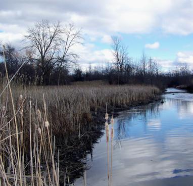 One More Time – Here Is A Video That Tells It Like It Is When It Comes To The Serious Threat This Thing Government Reps Call “Biodiversity Offsetting” Poses To Niagara’s Natural Wetlands
