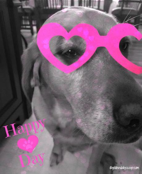 Valentine golden retriever dog #blackandwhitesunday