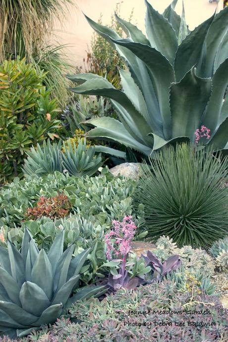 Xeriscaping, Drought Tolerant Land Cover