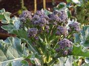 Harvest Monday 15th February 2016