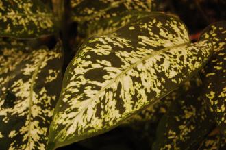 Dieffenbachia maculata Leaf (16/01/2016, Kew Gardens, London)