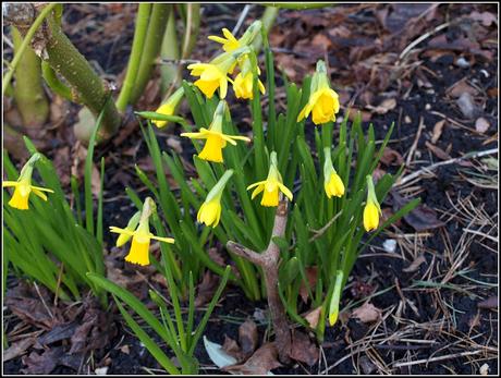 It's Daffodil time again