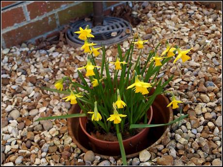 It's Daffodil time again