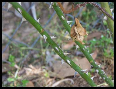 The curse of thorns and the crown of thorns