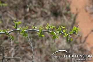 The curse of thorns and the crown of thorns