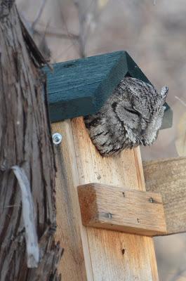 Ollie Again and Scrabble Update