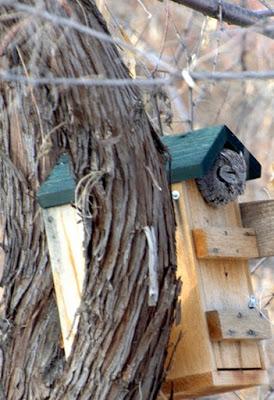 Ollie Again and Scrabble Update