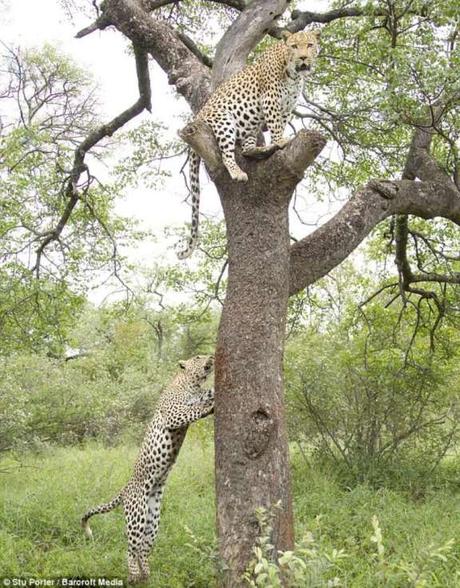 the leopard that attended school escapes from Bannerghatta facility