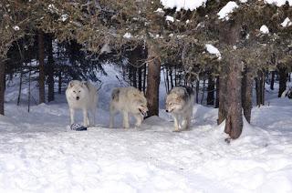 Canadian Adventures: Dog Sledding and Wolf Encounters in Quebec