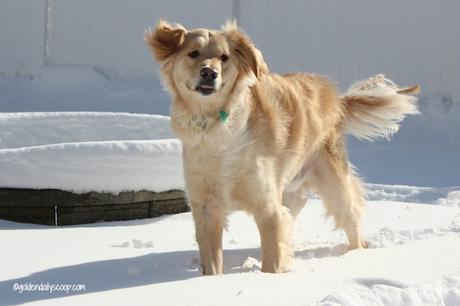 golden retriever dog playing in snow #wordlesswednesday
