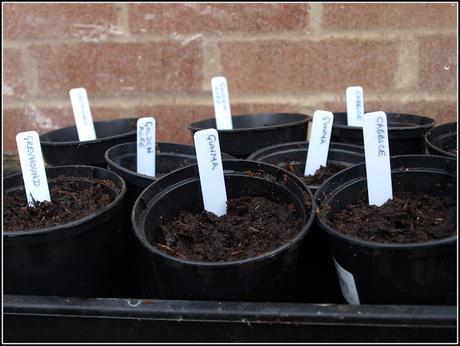 Sowing Cabbage seeds