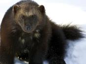 Wolverine Watchers Sequel Defenders Wildlife Blog