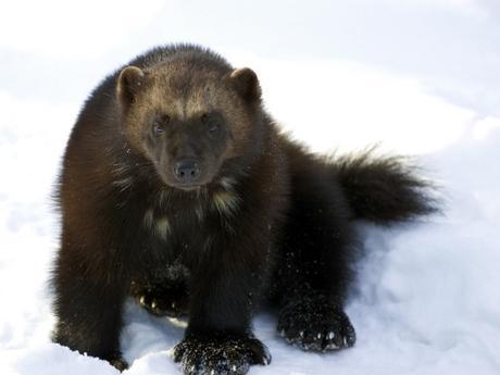 Wolverine Watchers 2: The Sequel – Defenders of Wildlife Blog