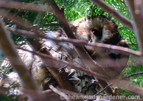 Tawny Owl (3)