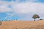 Alentejo Skies