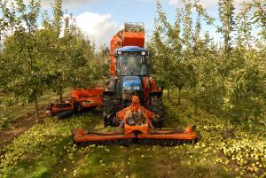 Apple Harvest at Weston