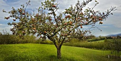 Basque Cider Orchard