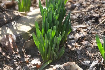 And There Was Sun! And Shadows!