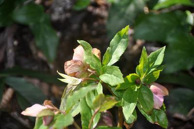 And There Was Sun! And Shadows!