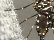 Mosquito-Borne Diseases Insurance