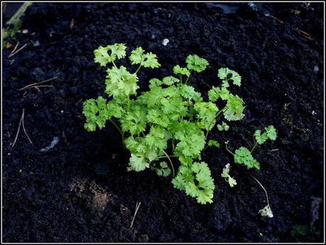 Sowing Parsley