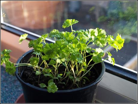 Sowing Parsley