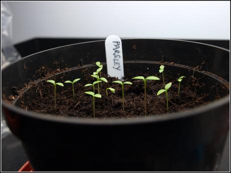 Sowing Parsley