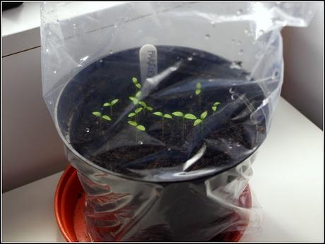 Sowing Parsley