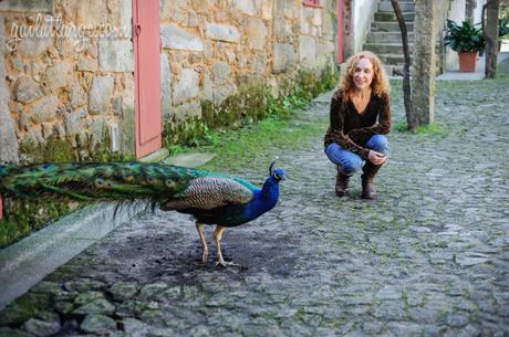 Parque da Cidade peacock