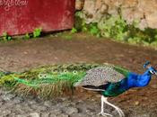 Posing Peacock Parque Cidade