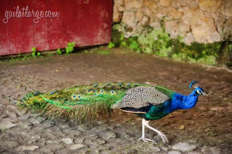 Parque da Cidade peacock