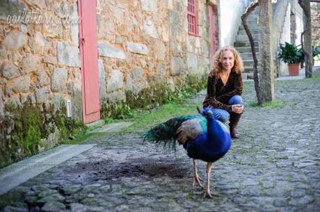 Parque da Cidade peacock