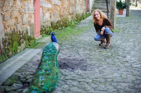 Parque da Cidade peacock