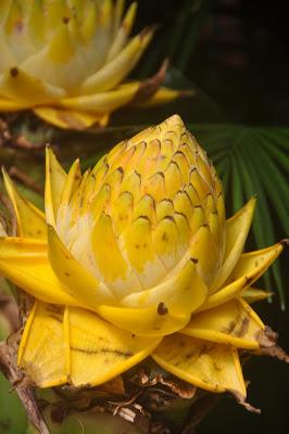 Mr. Vanderbilt's Greenhouse