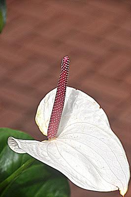 Mr. Vanderbilt's Greenhouse