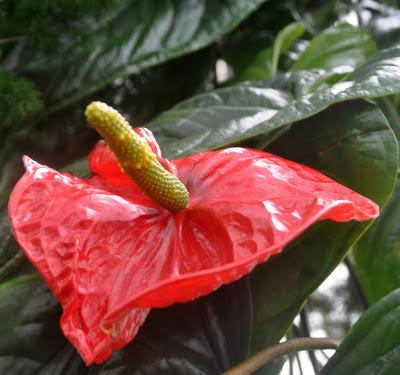 Mr. Vanderbilt's Greenhouse