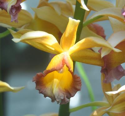 Mr. Vanderbilt's Greenhouse