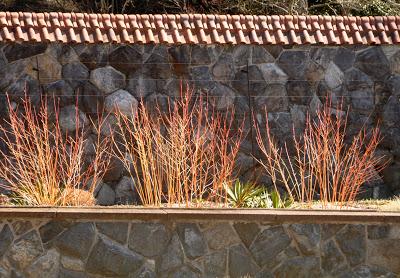 Mr. Vanderbilt's Greenhouse