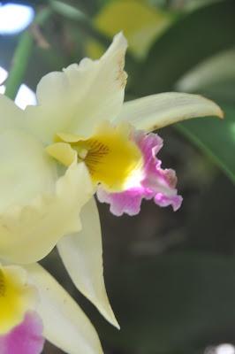 Mr. Vanderbilt's Greenhouse