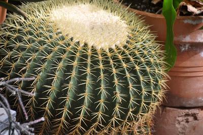 Mr. Vanderbilt's Greenhouse