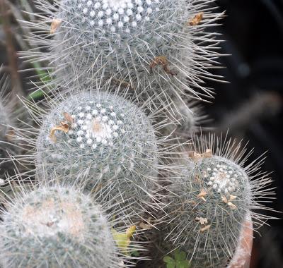 Mr. Vanderbilt's Greenhouse