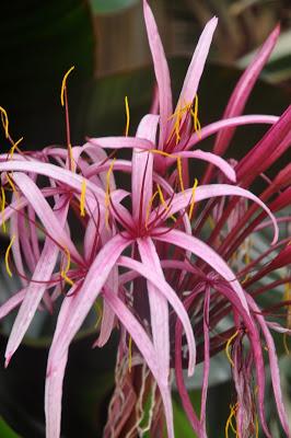 Mr. Vanderbilt's Greenhouse