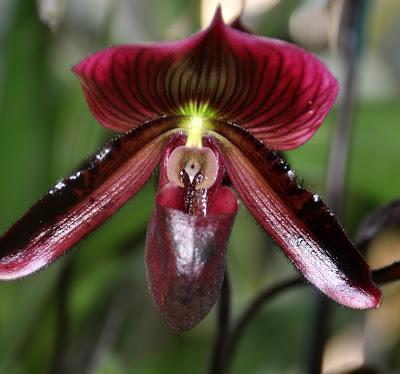 Mr. Vanderbilt's Greenhouse