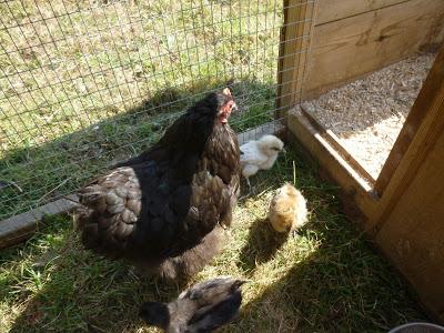 Signs of Spring, Chickens and Eggs