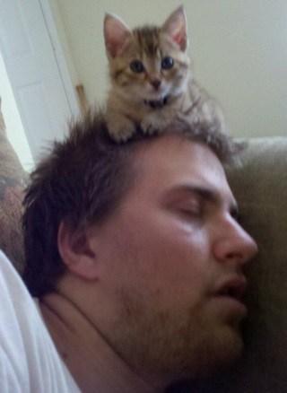 Top 10 Perching Cats On Heads