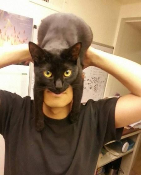Top 10 Perching Cats On Heads