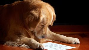 canine read