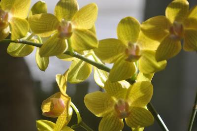 More from the Biltmore. . .