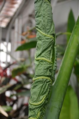 More from the Biltmore. . .