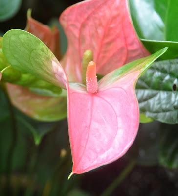 More from the Biltmore. . .